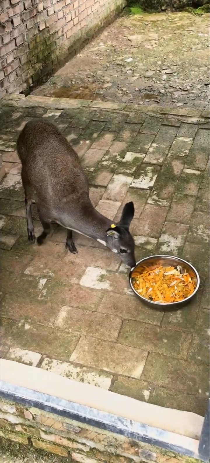 补饲 · 胡萝卜丝